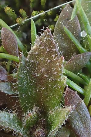 Draba majuscula \ Behaartes Hungerbl&uuml;mchen / Hairy Whitlowgrass, NL Nijswiller 11.3.2022
