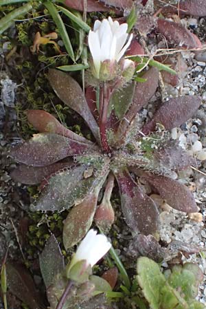 Draba majuscula \ Behaartes Hungerbl&uuml;mchen / Hairy Whitlowgrass, NL Nijswiller 11.3.2022
