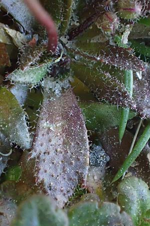 Draba majuscula \ Behaartes Hungerbl&uuml;mchen / Hairy Whitlowgrass, NL Nijswiller 11.3.2022