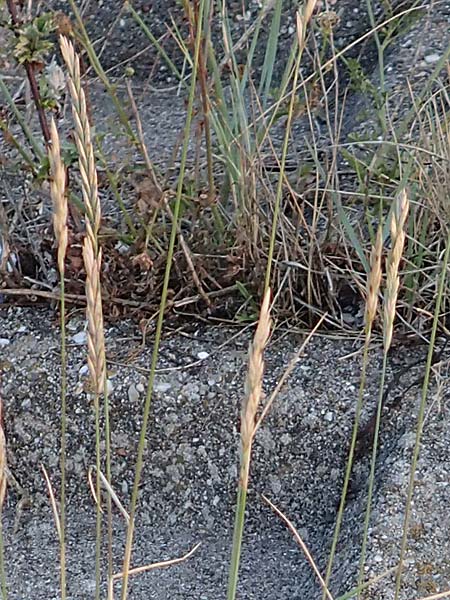 Leymus arenarius \ Strand-Roggen / Sea Lyme Grass, NL Grevelingendam 10.8.2015