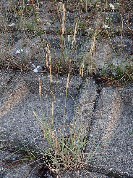 Leymus arenarius \ Strand-Roggen / Sea Lyme Grass, NL Grevelingendam 10.8.2015