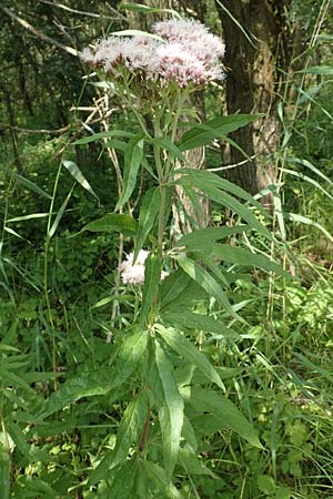Eupatorium cannabinum \ Wasserdost / Hemp Agrimony, NL St. Philipsland 14.8.2015