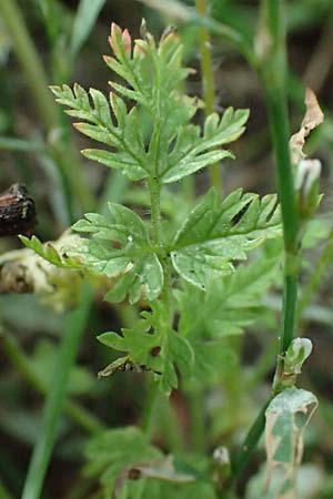 Erodium cicutarium \ Gewhnlicher Reiherschnabel / Common Crane's-Bill, Philary, NL Nijmegen 29.7.2023