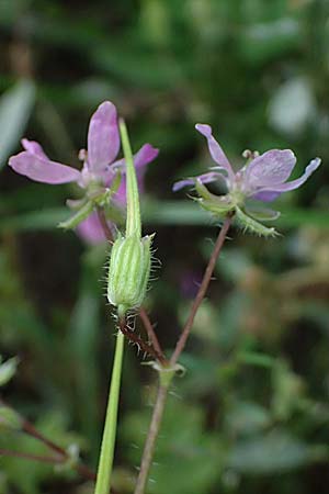 Erodium cicutarium \ Gewhnlicher Reiherschnabel / Common Crane's-Bill, Philary, NL Nijmegen 29.7.2023