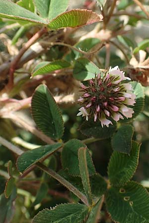 Trifolium fragiferum \ Erdbeer-Klee / Strawberry Clover, NL Colijnsplaat 13.8.2015