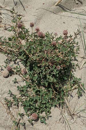 Trifolium fragiferum \ Erdbeer-Klee / Strawberry Clover, NL Colijnsplaat 13.8.2015