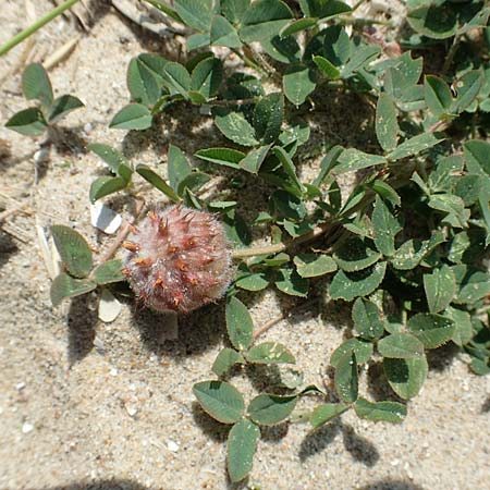 Trifolium fragiferum \ Erdbeer-Klee / Strawberry Clover, NL Colijnsplaat 13.8.2015