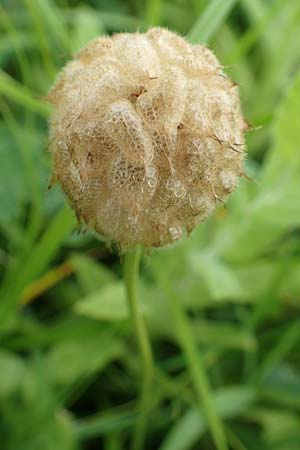 Trifolium fragiferum \ Erdbeer-Klee / Strawberry Clover, NL Veere 14.8.2015