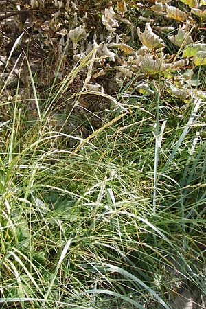 Leymus arenarius \ Strand-Roggen / Sea Lyme Grass, NL Renesse 9.8.2015