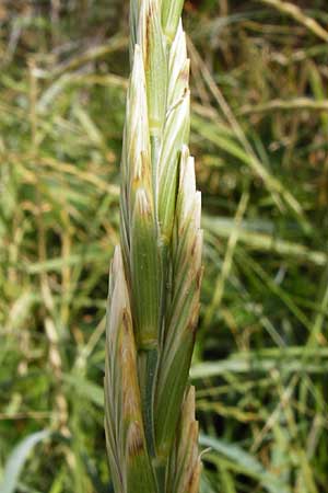 Leymus arenarius \ Strand-Roggen / Sea Lyme Grass, NL Renesse 9.8.2015