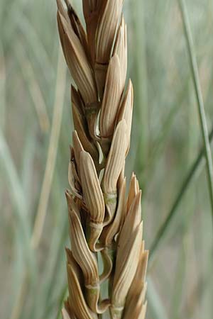 Leymus arenarius \ Strand-Roggen / Sea Lyme Grass, NL Neeltje Jans 10.8.2015
