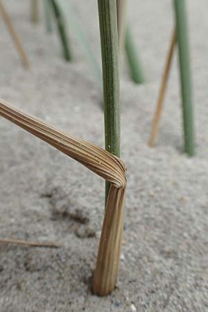 Leymus arenarius \ Strand-Roggen / Sea Lyme Grass, NL Neeltje Jans 10.8.2015
