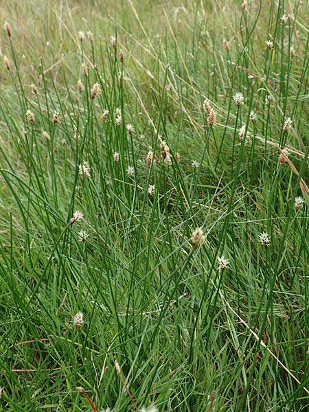 Eleocharis palustris agg. \ Gewhnliche Sumpfbinse, Gemeine Sumpfsimse / Common Spike Rush, NL Zierikzee 12.8.2015