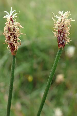 Eleocharis palustris agg. \ Gewhnliche Sumpfbinse, Gemeine Sumpfsimse / Common Spike Rush, NL Zierikzee 12.8.2015