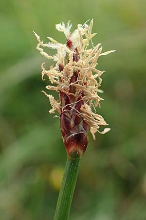 Eleocharis palustris agg. \ Gewhnliche Sumpfbinse, Gemeine Sumpfsimse / Common Spike Rush, NL Zierikzee 12.8.2015