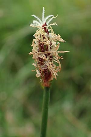 Eleocharis palustris agg. \ Gewhnliche Sumpfbinse, Gemeine Sumpfsimse / Common Spike Rush, NL Zierikzee 12.8.2015