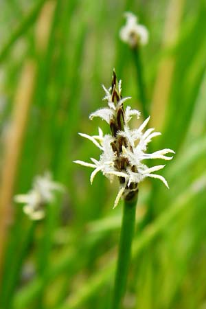 Eleocharis palustris agg. \ Gewhnliche Sumpfbinse, Gemeine Sumpfsimse / Common Spike Rush, NL Cadzand-Bad 11.8.2015