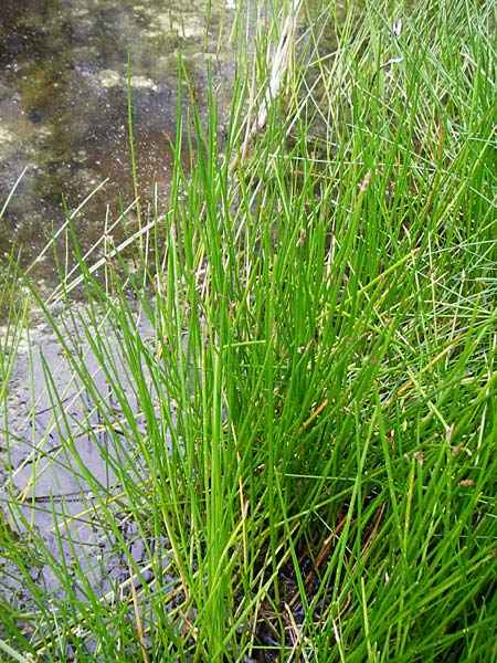 Eleocharis palustris agg. \ Gewhnliche Sumpfbinse, Gemeine Sumpfsimse / Common Spike Rush, NL Cadzand-Bad 11.8.2015