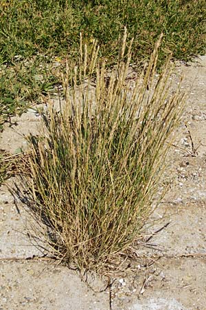 Elymus repens \ Kriechende Quecke / Couch Grass, NL Reimerswaal 8.8.2015