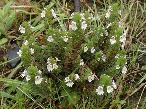 Euphrasia tetraquetra \ Vierreihiger Augentrost / Seacliff Eyebright, NL St.  Philipsland 14.8.2015