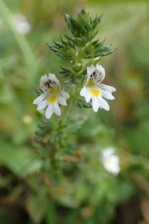 Euphrasia stricta \ Steifer Augentrost / Drug Eyebright, NL St. Philipsland 14.8.2015