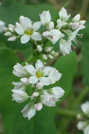 Fagopyrum esculentum \ Echter Buchweizen / Buckwheat, NL Nijmegen 29.7.2023