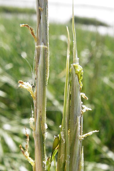 Sporobolus anglicus \ Salz-Schlickgras / Common Cord-Grass, NL Reimerswaal 8.8.2015