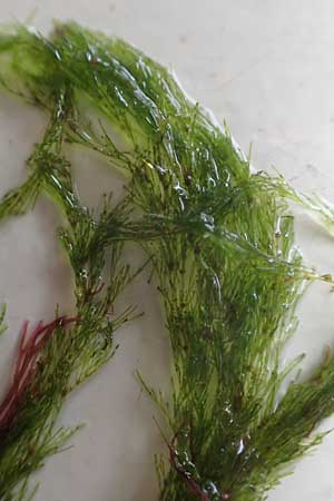 Ulvales spec4 ? \ Gr�n-Alge / Green Algae, NL Nieuw-Haamstede 10.8.2015