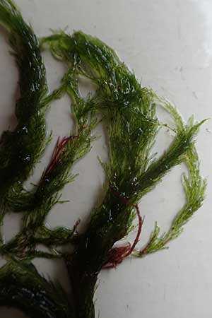 Ulvales spec4 ? \ Gr�n-Alge / Green Algae, NL Nieuw-Haamstede 10.8.2015