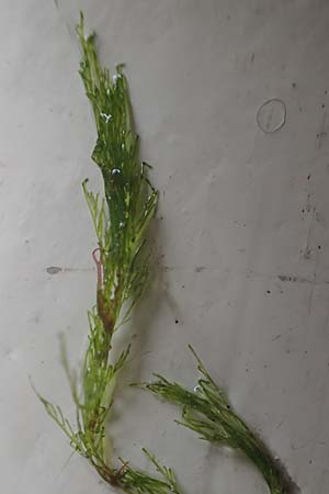 Ulvales spec4 ? \ Gr�n-Alge / Green Algae, NL Nieuw-Haamstede 10.8.2015