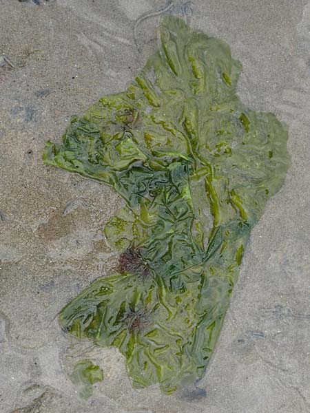 Ulva lactuca \ Meer-Salat, Meer-Lattich / Sea Lettuce, NL Veere 14.8.2015