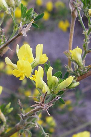 Adenocarpus cf. foliolosus \ Dr�senginster, Codesco, NL Grevelingendam 10.8.2015