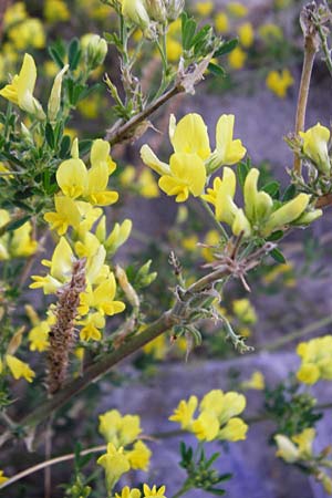 Adenocarpus cf. foliolosus \ Dr�senginster, Codesco, NL Grevelingendam 10.8.2015