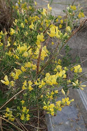 Adenocarpus cf. foliolosus \ Dr�senginster, Codesco, NL Grevelingendam 10.8.2015