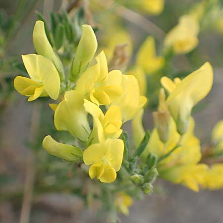 Adenocarpus cf. foliolosus \ Dr�senginster, Codesco, NL Grevelingendam 10.8.2015