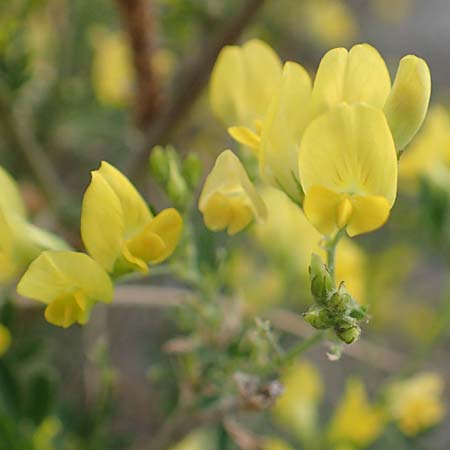 Adenocarpus cf. foliolosus \ Dr�senginster, Codesco, NL Grevelingendam 10.8.2015