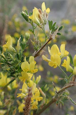 Adenocarpus cf. foliolosus \ Dr�senginster, Codesco, NL Grevelingendam 10.8.2015
