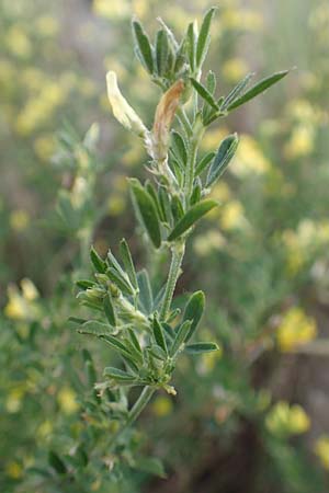 Adenocarpus cf. foliolosus \ Dr�senginster, Codesco, NL Grevelingendam 10.8.2015