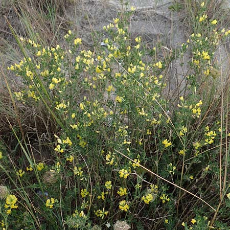 Adenocarpus cf. foliolosus \ Dr�senginster, Codesco, NL Grevelingendam 10.8.2015