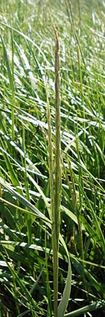 Sporobolus anglicus \ Salz-Schlickgras / Common Cord-Grass, NL Reimerswaal 8.8.2015