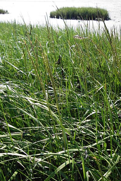 Sporobolus anglicus \ Salz-Schlickgras / Common Cord-Grass, NL Reimerswaal 8.8.2015