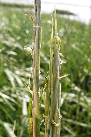 Sporobolus anglicus \ Salz-Schlickgras / Common Cord-Grass, NL Reimerswaal 8.8.2015