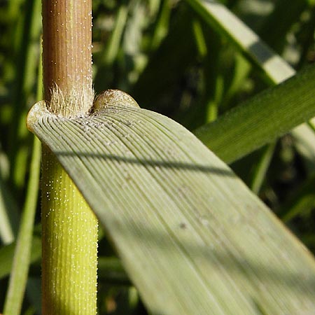Sporobolus anglicus \ Salz-Schlickgras / Common Cord-Grass, NL Reimerswaal 8.8.2015
