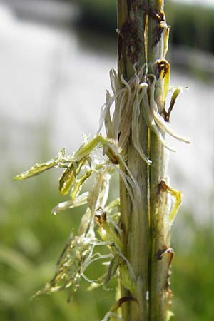 Sporobolus anglicus \ Salz-Schlickgras / Common Cord-Grass, NL Reimerswaal 8.8.2015
