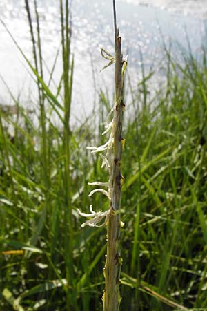 Sporobolus anglicus \ Salz-Schlickgras / Common Cord-Grass, NL Reimerswaal 8.8.2015