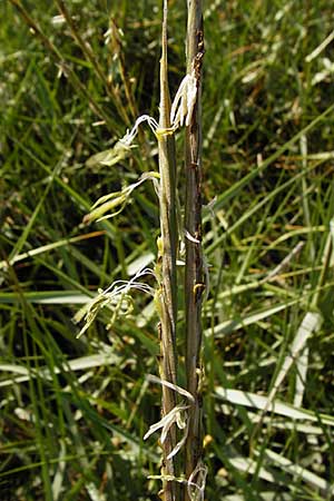 Sporobolus anglicus \ Salz-Schlickgras / Common Cord-Grass, NL Reimerswaal 8.8.2015