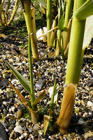 Sporobolus anglicus \ Salz-Schlickgras / Common Cord-Grass, NL Reimerswaal 8.8.2015