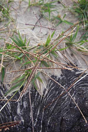 Cynodon dactylon \ Hundszahn-Gras / Bermuda Grass, Cocksfoot Grass, NL Grevelingendam 10.8.2015