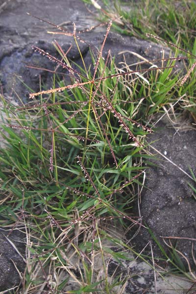 Cynodon dactylon \ Hundszahn-Gras / Bermuda Grass, Cocksfoot Grass, NL Grevelingendam 10.8.2015