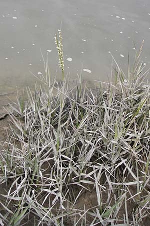 Sporobolus anglicus \ Salz-Schlickgras / Common Cord-Grass, NL Cadzand-Bad 11.8.2015